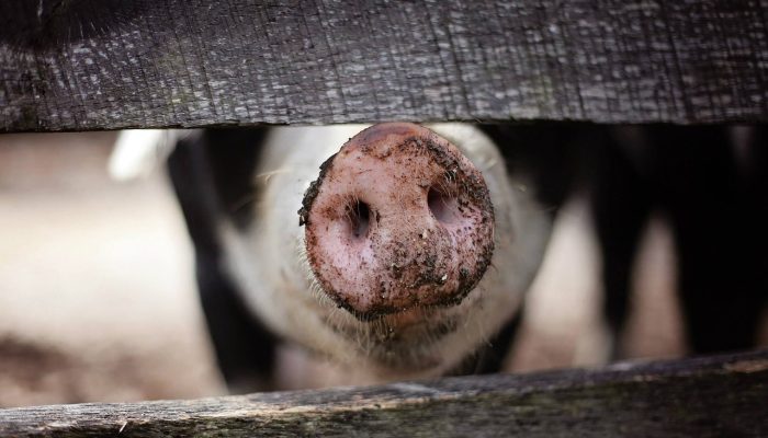 Schwein aus Österreich