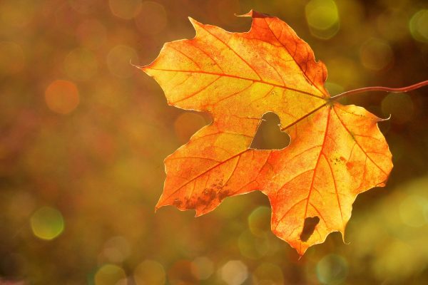 heart, leaf, autumn-1776746.jpg
